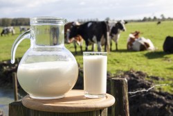 NFU Letter to Secretary Vilsack Urges USDA to Provide Immediate Support for Dairy Farmers