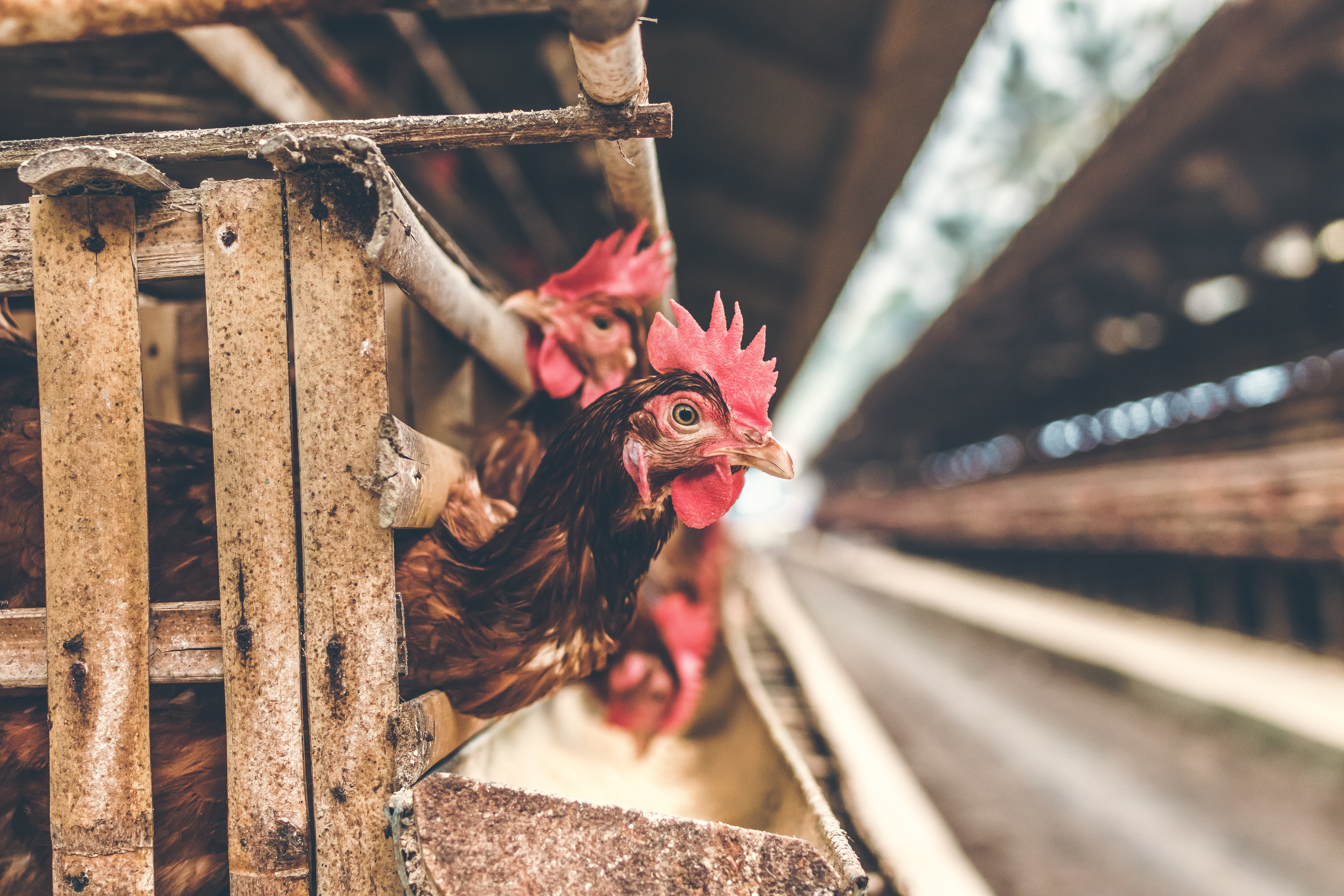 Presidential Candidates Called Upon to Increase Fairness for Family Farmers
