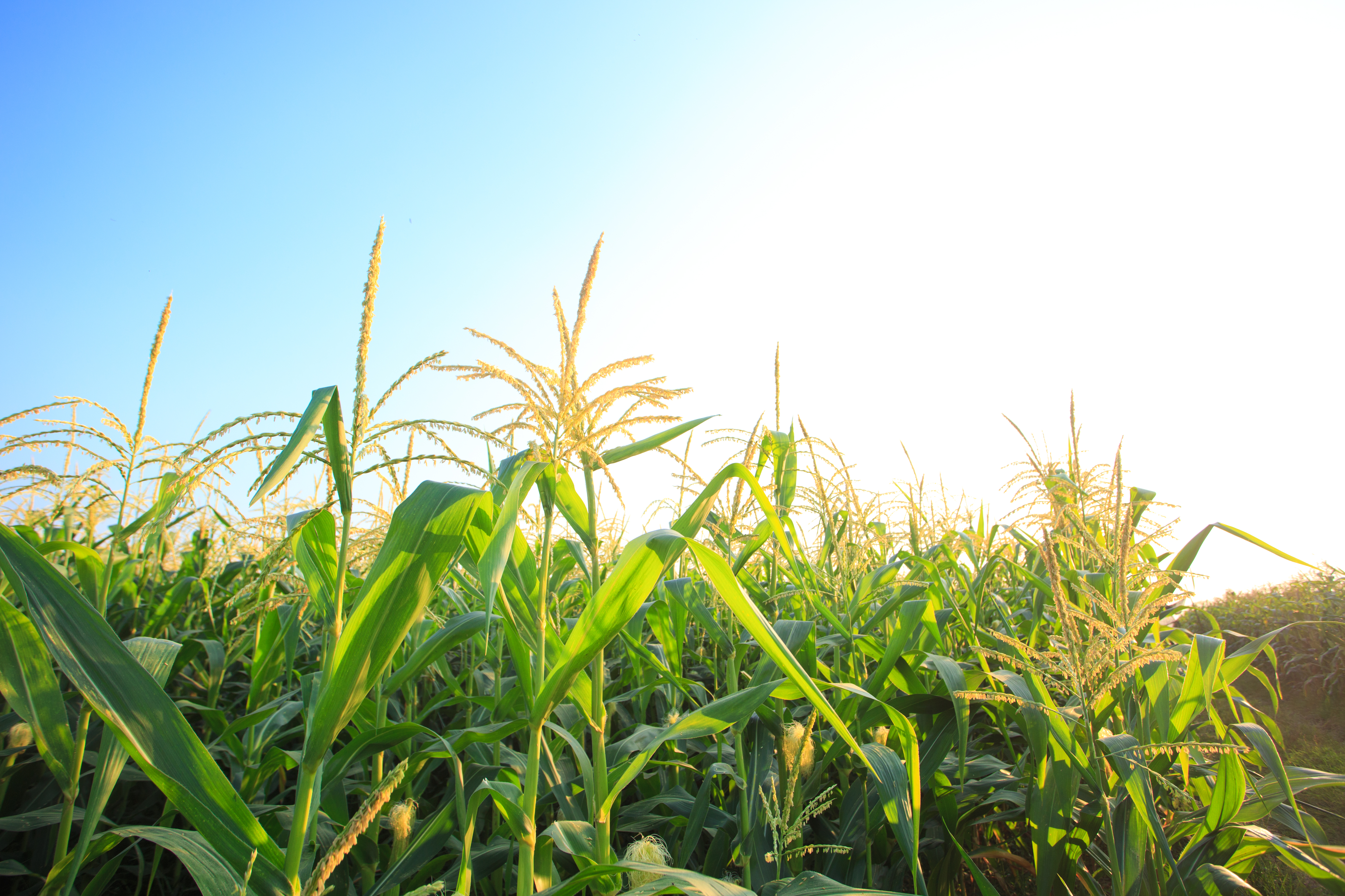 EPA Grants 31 Hardship Waivers, Undermining the Renewable Fuel Standard EPA Grants 31 Hardship Waivers, Undermining the Renewable Fuel Standard