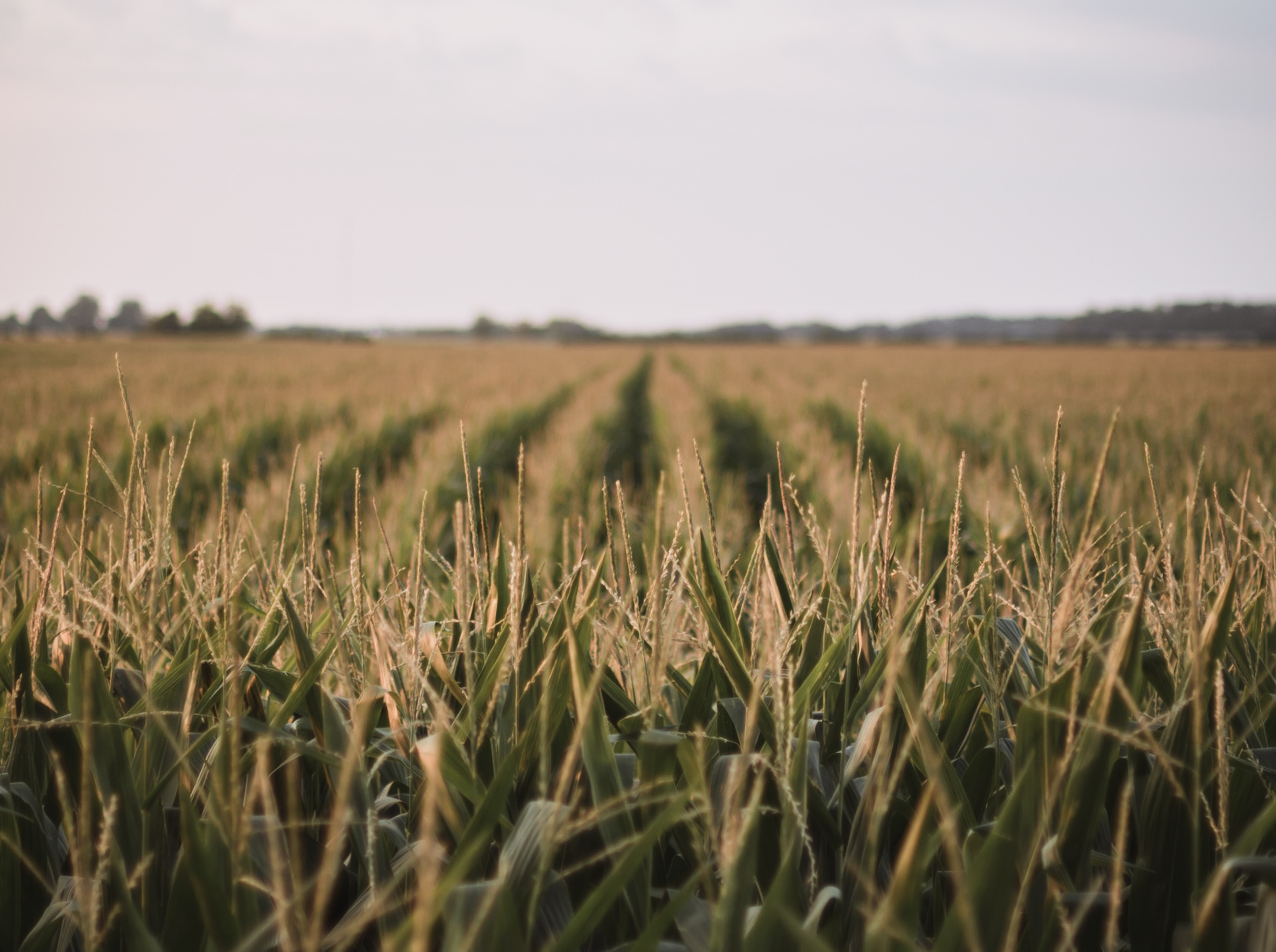 NFU and SDFU Concerned EPA REGS Rule Would Restrict Use of Higher Blends of Ethanol NFU and SDFU Concerned EPA REGS Rule Would Restrict Use of Higher Blends of Ethanol
