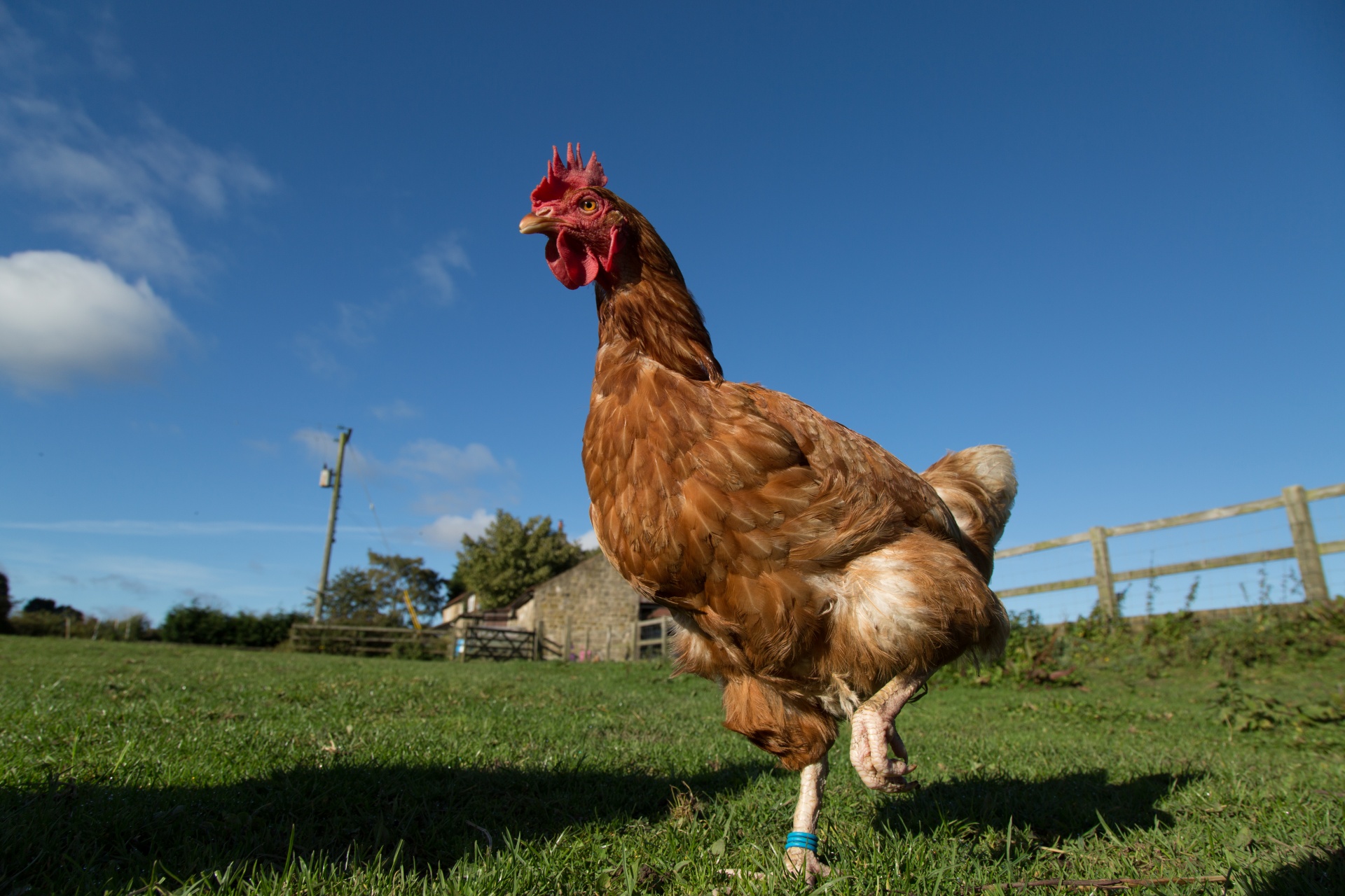 Farmers Union Urges Restoration of Organic Livestock Welfare Standard; NFU Board Says Consistency Issues Threaten Viability of Organic Family Farmers Farmers Union Urges Restoration of Organic Livestock Welfare Standard; NFU Board Says Consistency Issues Threaten Viability of Organic Family Farmers