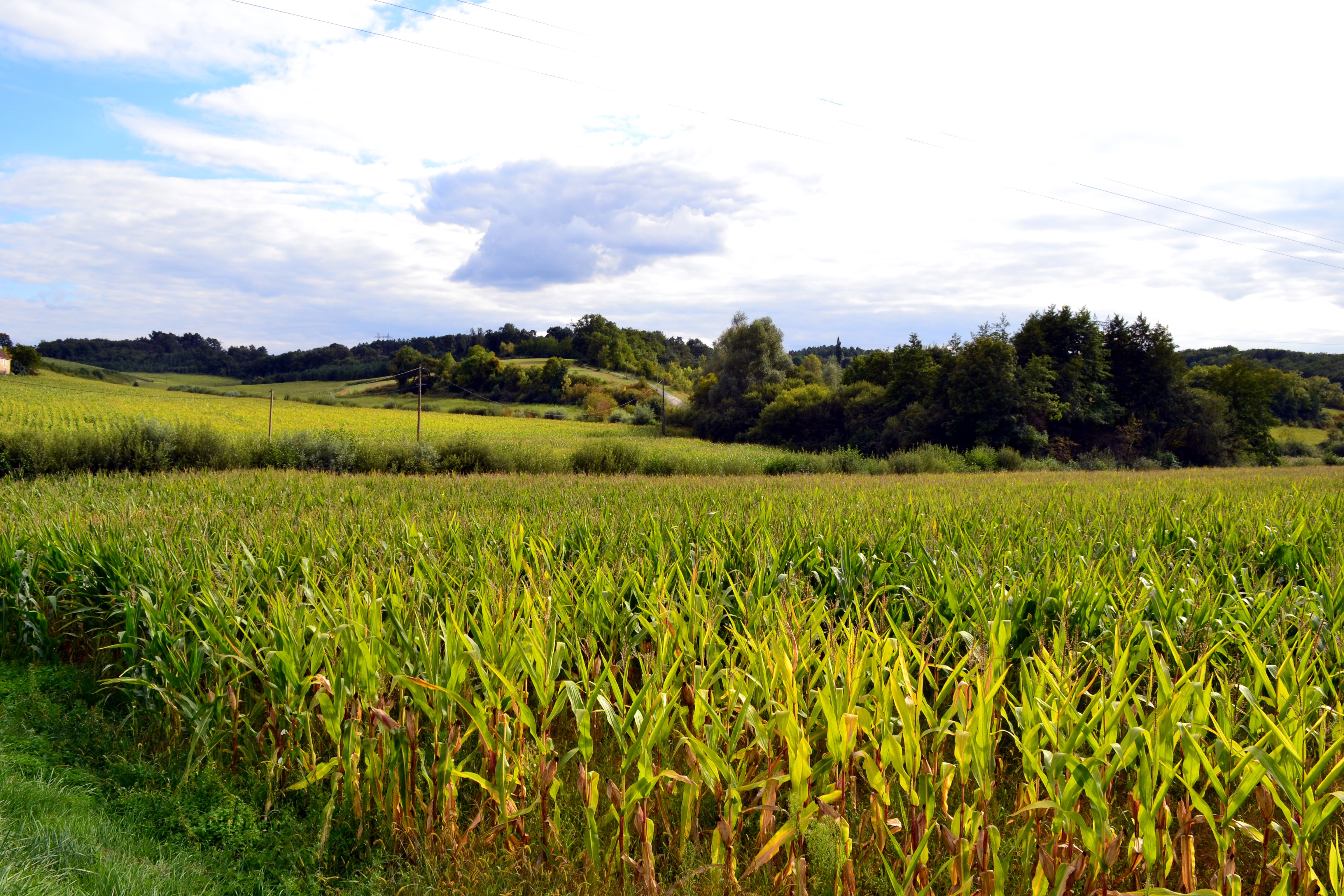 New Free Tool Available to Iowa Farmers to Improve Conservation New Free Tool Available to Iowa Farmers to Improve Conservation